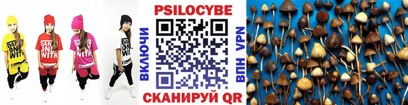 Галлюциногенные грибы Cubensis Сальск
